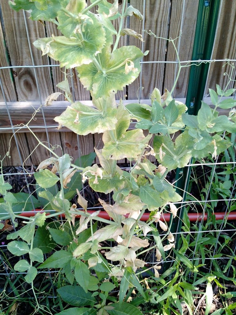 Why are my peas dying?